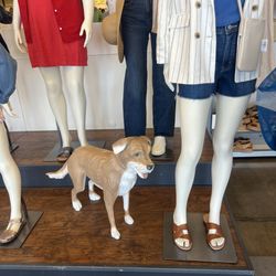 Old Navy - Lost dog