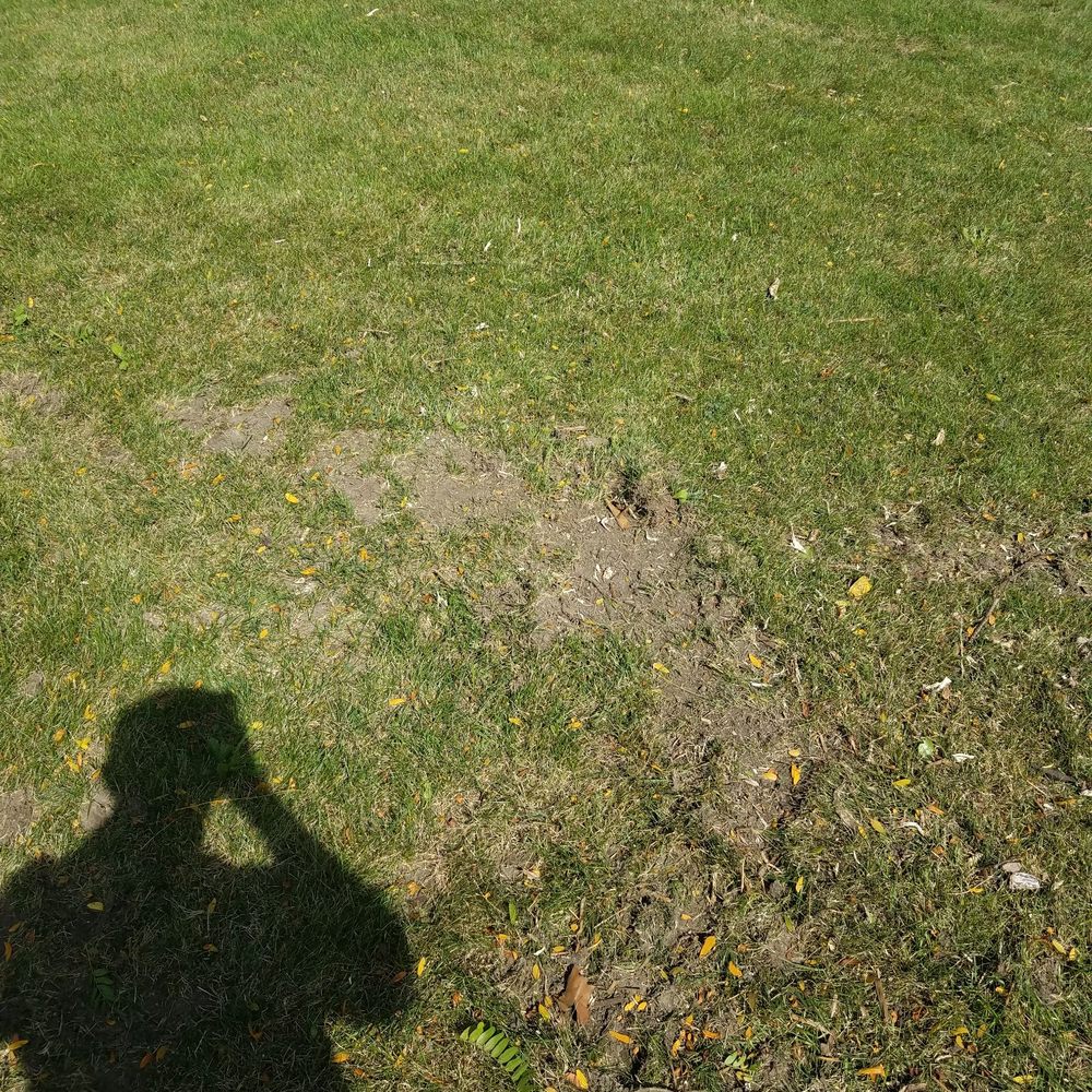 Dave's Tree Service - I wouldn't have been as upset if they just said "sorry about your lawn" instead they ran off without letting us know they were "done" - Tree Services Near Me Dave's Tree Service - I wouldn't have been as upset if they just said "sorry about your lawn" instead they ran off without letting us know they were "done" - Tree Services Near Me