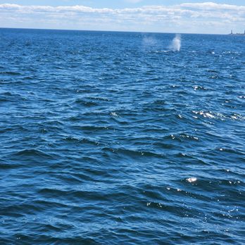 Cape Ann Whale Watch - A whale blowing - Boat Charters Near Me - Gloucester, Massachusetts