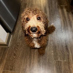 KJ's Grooming Spa