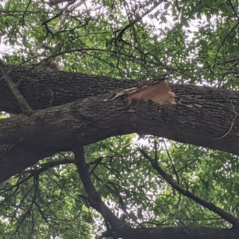 Long Horn Tree Solution - Before: The branch had the possibility of dropping right into our garage. (Closer look) - Tree Services Near Me