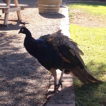 Picchetti Winery - Peacock - Wineries Near Me - Cupertino, California Picchetti Winery - Peacock - Wineries Near Me - Cupertino, California