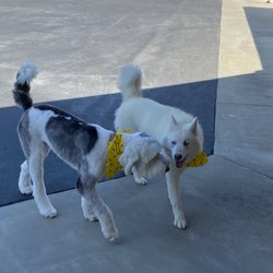 Retrievers and Friends