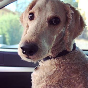Primp My Pet Mobile Spa - Pet Groomers Near Me - Gilbert, Arizona
