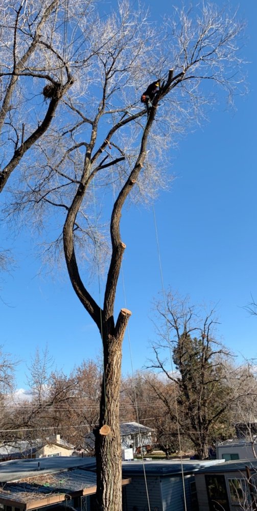 Tree Dweller Tree Service - tree service in Boise, ID