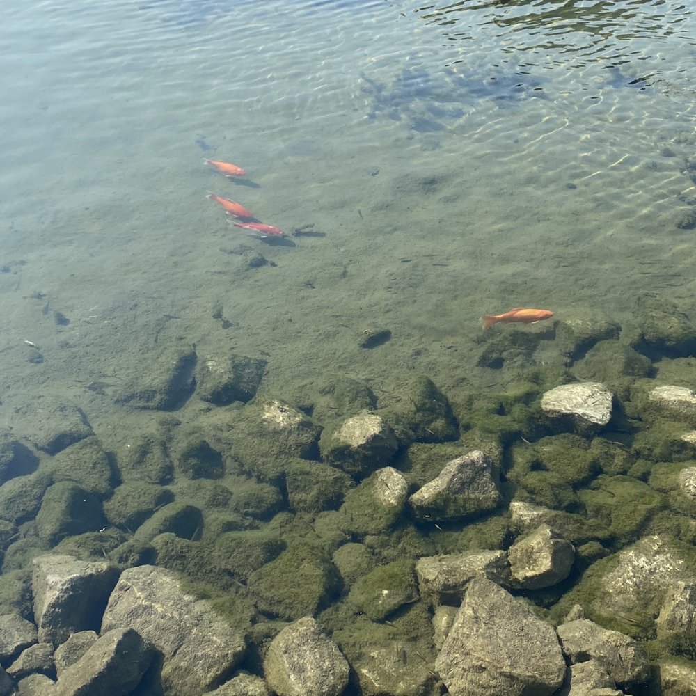 Big Spring Park - Fish - Parks Near Me - Huntsville, Alabama Big Spring Park - Fish - Parks Near Me - Huntsville, Alabama