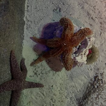 SeaQuest - Woodbridge - Sea star - Aquariums Near Me - Woodbridge, New Jersey