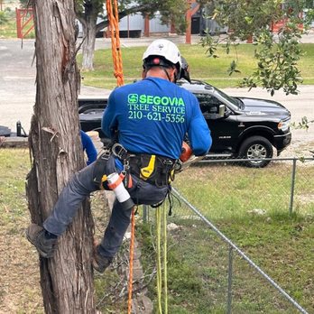 Segovia Tree Service - Tree Services Near Me Segovia Tree Service - Tree Services Near Me