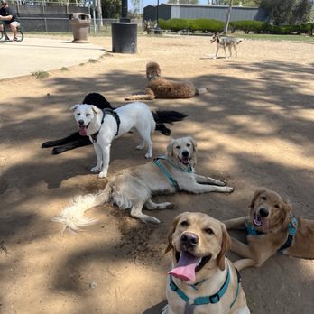 OC Paw House - Pet Sitting Near Me