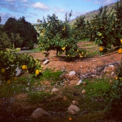 Colchagua Camp - Entrada llena de naranjos y limoneros