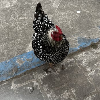 Rollin Dough Baking Company - Resident chicken - Bakeries Near Me - Fort Bragg, California Rollin Dough Baking Company - Resident chicken - Bakeries Near Me - Fort Bragg, California
