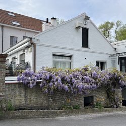 Siphon - Wisteria... just gorgeous
