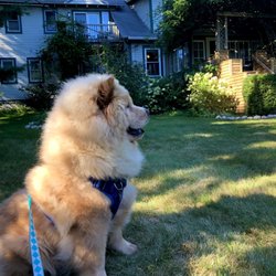 Garden Grove Inn - Butters enjoying the lawn