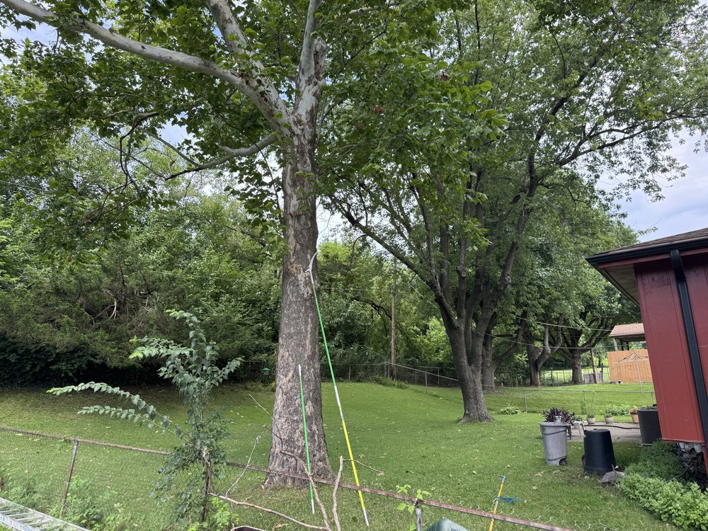 Advance Tree Trimming - tree service in Horton, KS