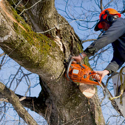Lakeside Tree Service