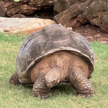 Honolulu Zoo - Zoos Near Me - Honolulu, Hawaii