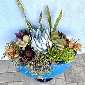 Ace Mega Succulents - Nurseries & Gardening Near Me - Lemon Grove, California Ace Mega Succulents - Nurseries & Gardening Near Me - Lemon Grove, California
