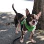 Photo of The Pet Agency SF