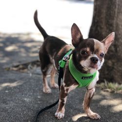 puppy resorts near me