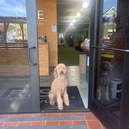 Exterior outside entrance of Rise Bodyworks - Halle is here to welcome you!
#alamedabestgymdog - Alameda, California Exterior outside entrance of Rise Bodyworks - Halle is here to welcome you!
#alamedabestgymdog - Alameda, California