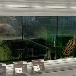 Turtle in small tank