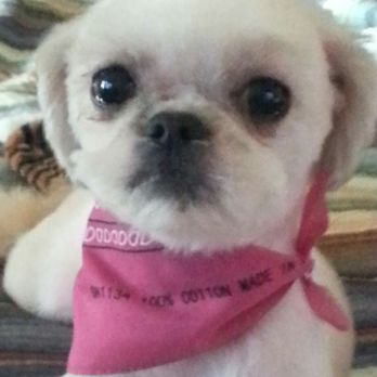Bronx Veterinary Center - Sophie said Thank You - Veterinarians Near Me - Bronx, New York