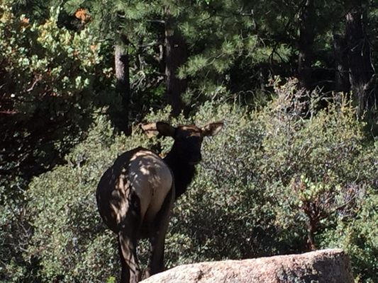 Hualapai Mountain Park Campground by null