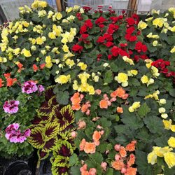 Kimballs Greenhouse