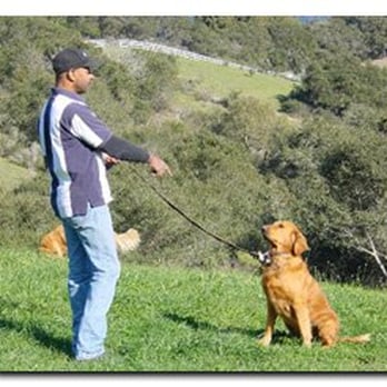 One Day Dog Training - Leash training is the first step. - Pet Training Near Me One Day Dog Training - Leash training is the first step. - Pet Training Near Me