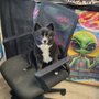 Photo of Alien Cowpoke