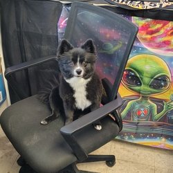 Alien Cowpoke - Chaos the dog