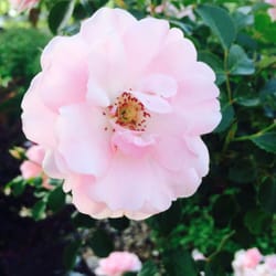 Yakima Sportsman State Park - Pretty flowers around