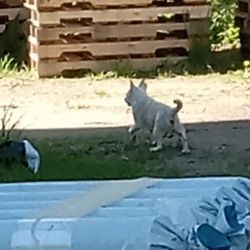 Track-Side Farm & Garden Center - 911 this dog is lost, please help him, right behind your store. 5-21-26 4pm