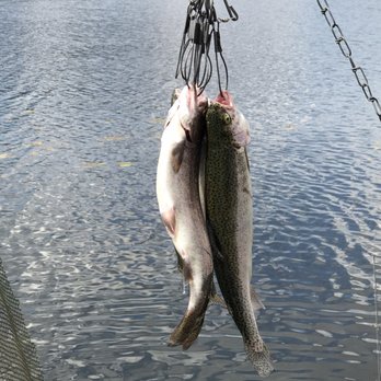 Bridgeport Resevoir - Rainbows - Fishing Near Me - Bridgeport, California