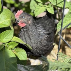 Isleta Feed and Farrier Service - Hen 14 weeks old