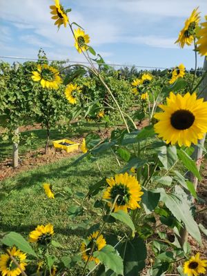 Saint Croix Vineyards by null