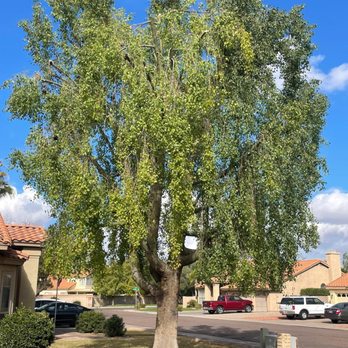 Tree Pros - Tree Services Near Me - Phoenix, Arizona