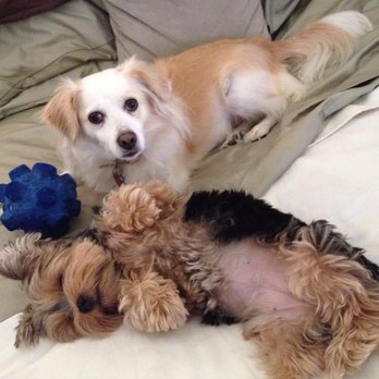 Puppy Style - Gracie and Bella, before being butchered. - Pet Groomers Near Me - Los Angeles, California