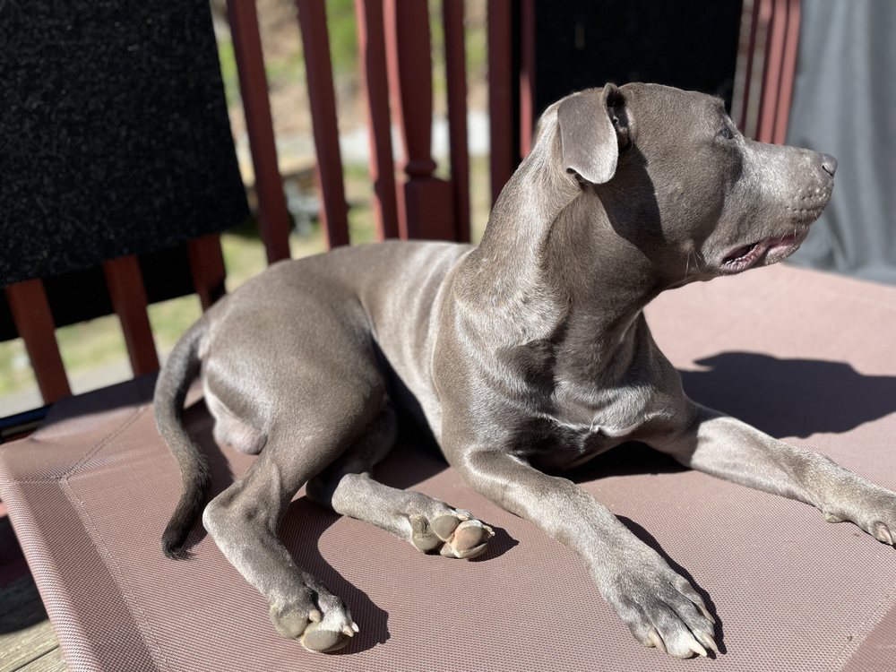 TRIBLUE KENNELS Updated May 2024 Macon, Pet Breeders