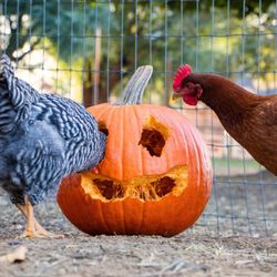 Colasanti Tropical Gardens - A little fall fun with our chickens. They did a great job carving, or should we say 'pecking' this design.