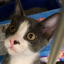 Gorgeous kittens and adult cats that have been adopted at Petsmart!! Gorgeous kittens and adult cats that have been adopted at Petsmart!!