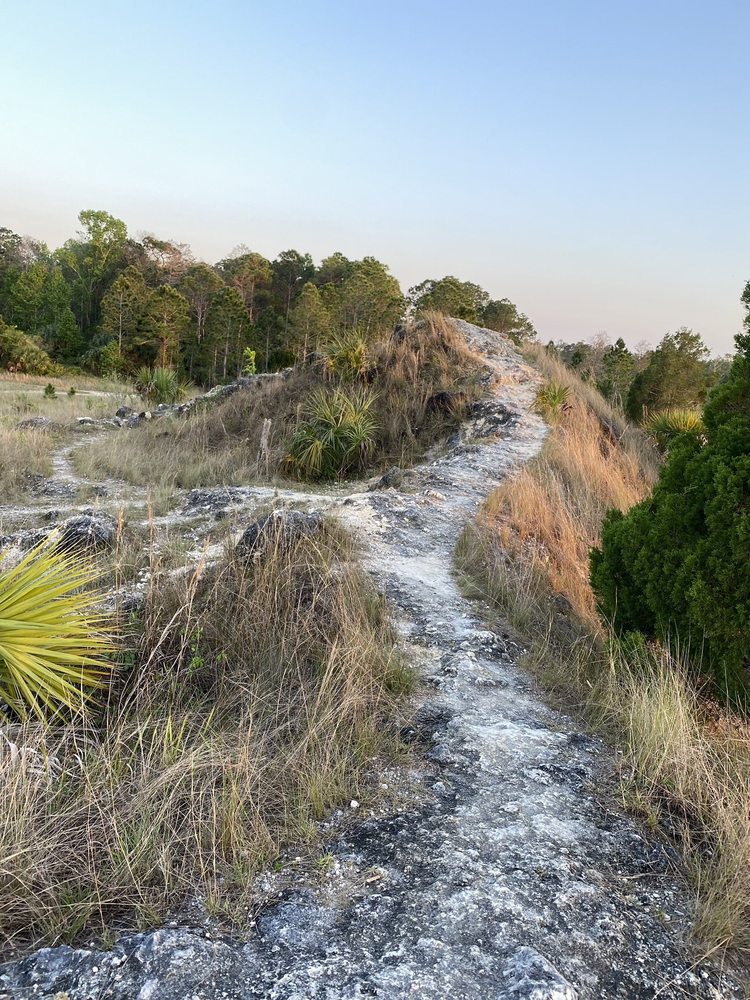 Aripeka Sandhills Preserve Image