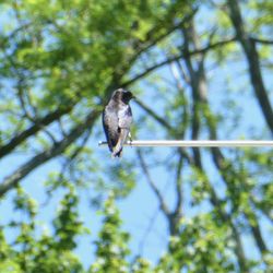 CT Audubon at Deer Pond Farm - Purple martin surveying the pond