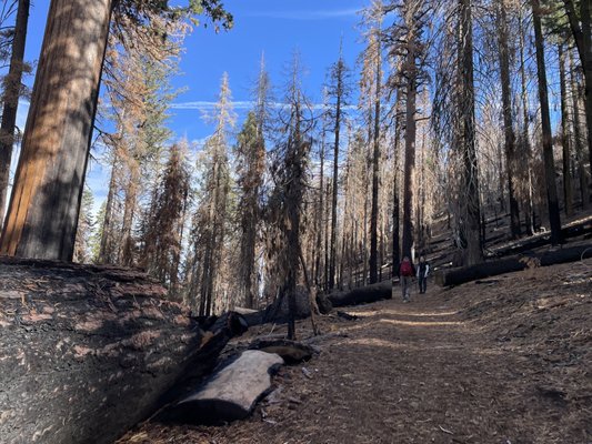 Mariposa Grove by null