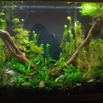 Incredible Pets - planted 25 gal community - Pet Stores Near Me - Grass Valley, California