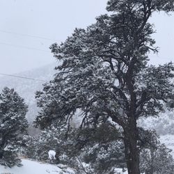Mountain Springs Peak - January 2021, snowy day