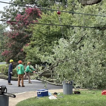 Lopez Tree Services - Crew hard at work - Tree Services Near Me - Alexandria, Virginia