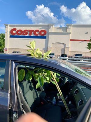 Costco Wholesale by null