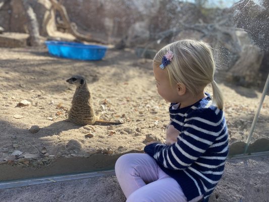 El Paso Zoo and Botanical Gardens by null