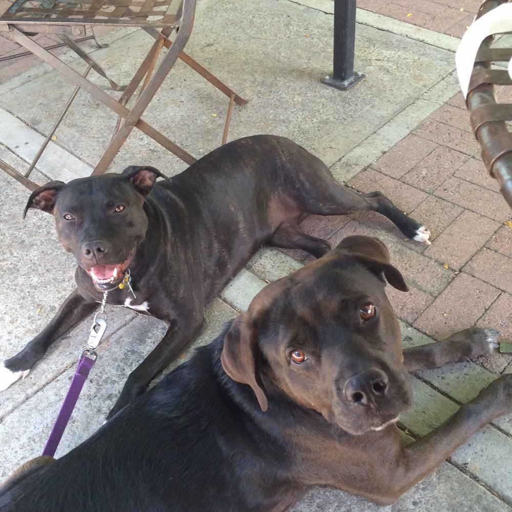 Nice patio seating for the pips on a hot day! Nice patio seating for the pips on a hot day!